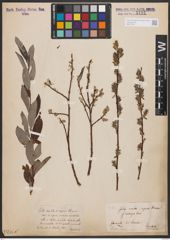 Foto von Salix aurita L. x Salix repens L.